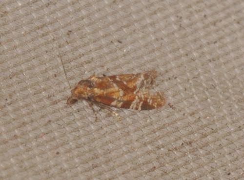 Réf. 290 318 : Aethes piercei